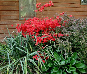 Red Azaleas