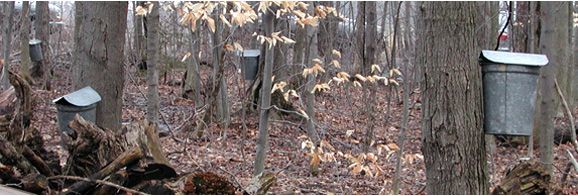 Sugar bush