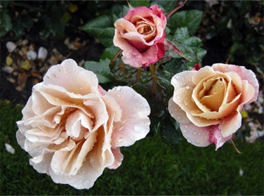 Gold Medal Rose Garden in Portland